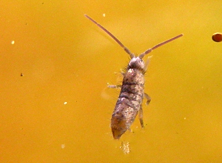 Collembolo al microscopio